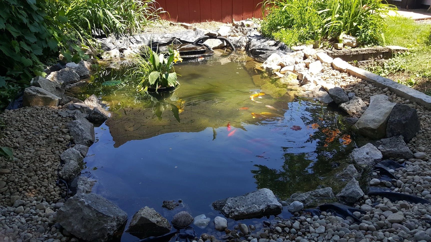 Backyard koi pond with rocks and aquatic plants