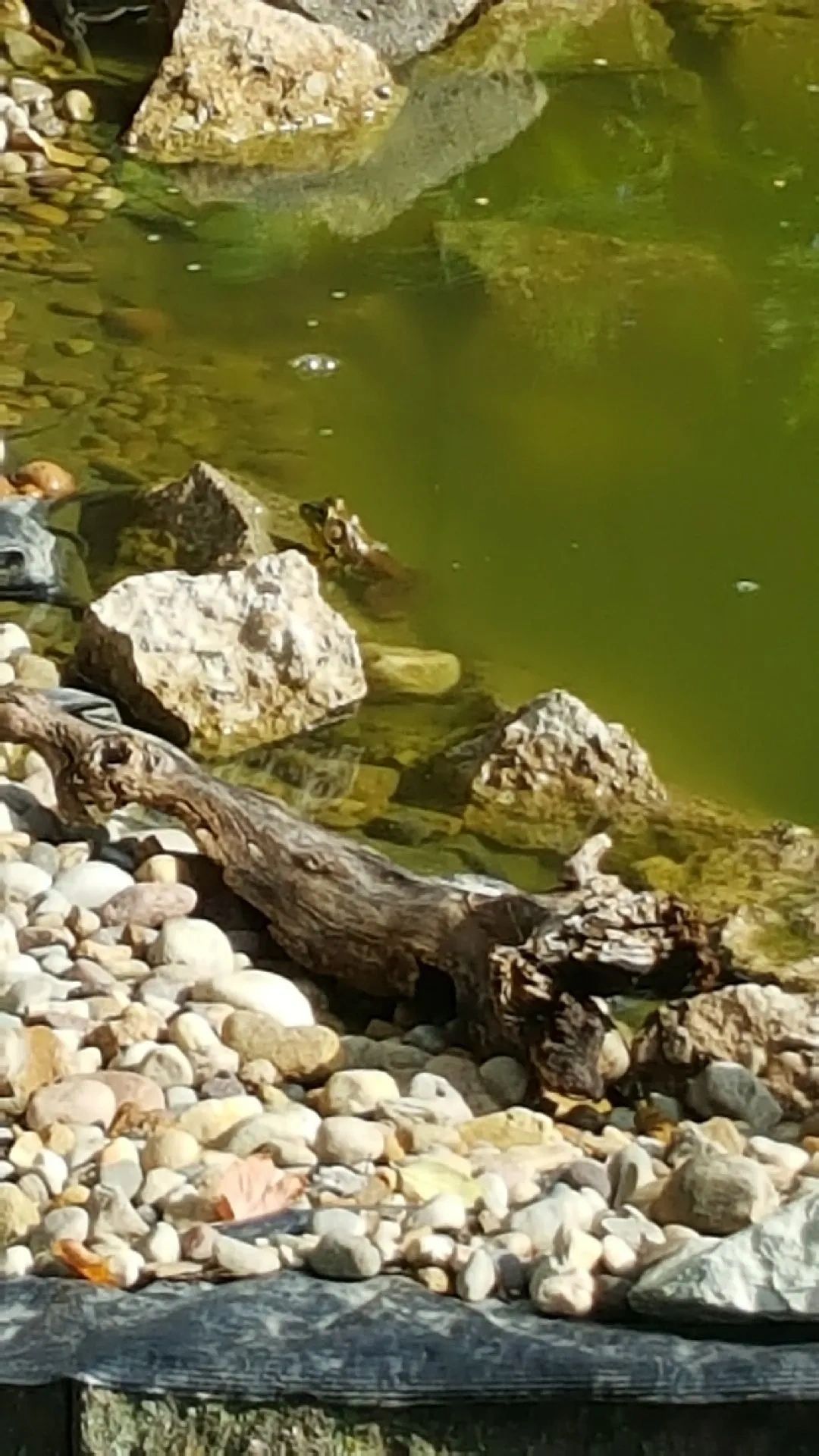 Rocky shoreline nature waterside scene