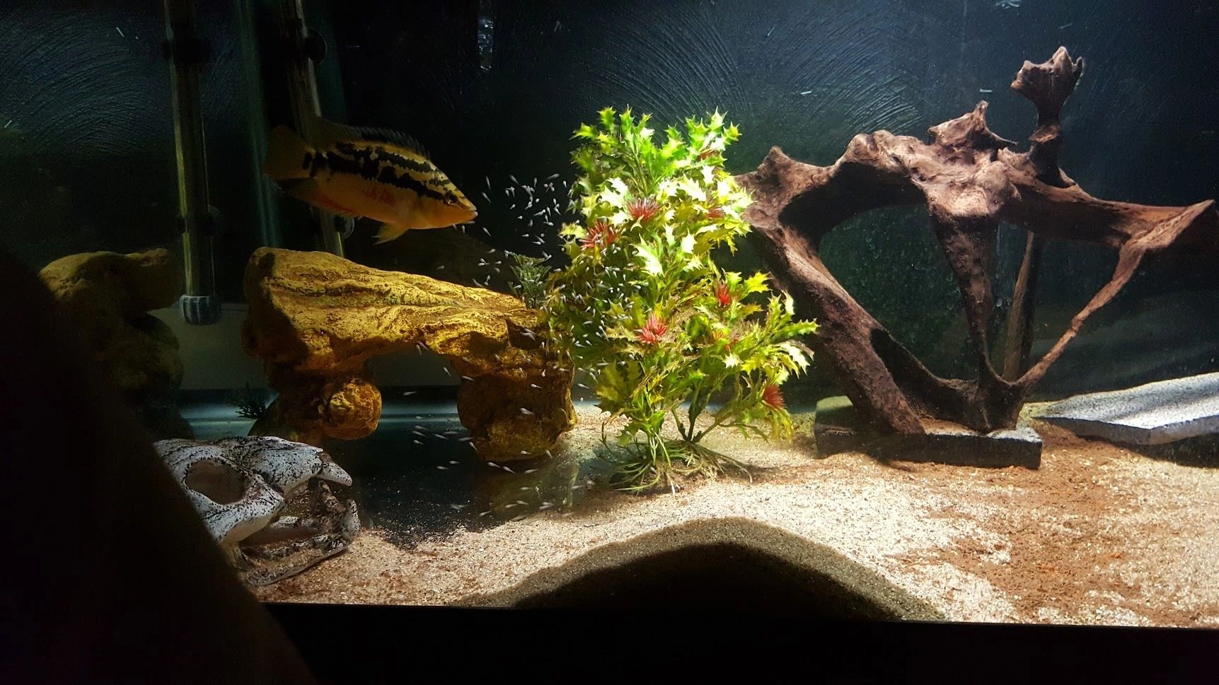 Aquarium fish with driftwood and aquatic plants